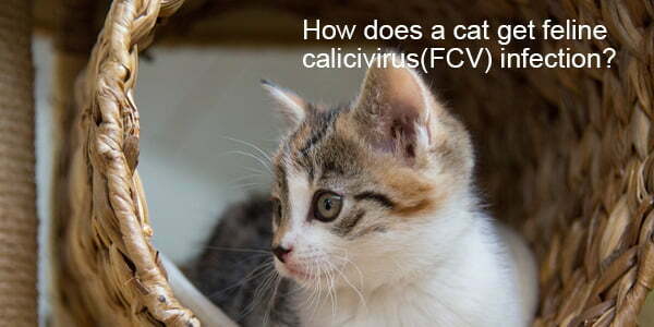 How does a cat get feline calicivirus(FCV) infection? – Flexy Pet Rapid ...