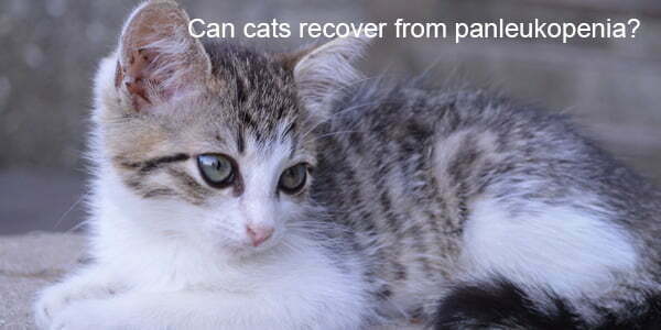 Can Cats Recover From Panleukopenia Flexy Pet Rapid Test Kits can-cats-recover-from-panleukopenia-flexy-pet-rapid-test-kits