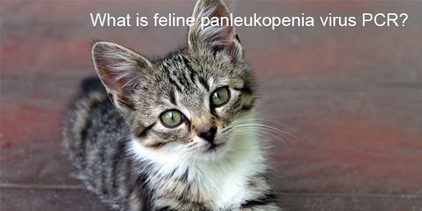 What Is Feline Panleukopenia Virus PCR? – Flexy Pet Rapid Test Kits