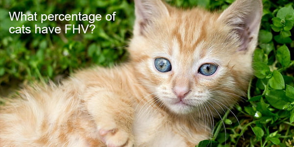 what-percentage-of-cats-have-fhv-flexy-pet-rapid-test-kits