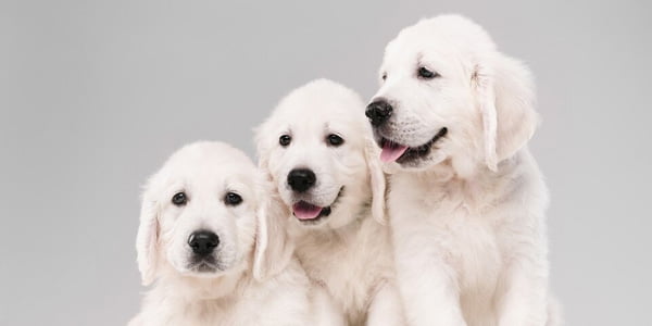 Canine Parainfluenza The Hidden Threat To Your Pet - qbr1yuo